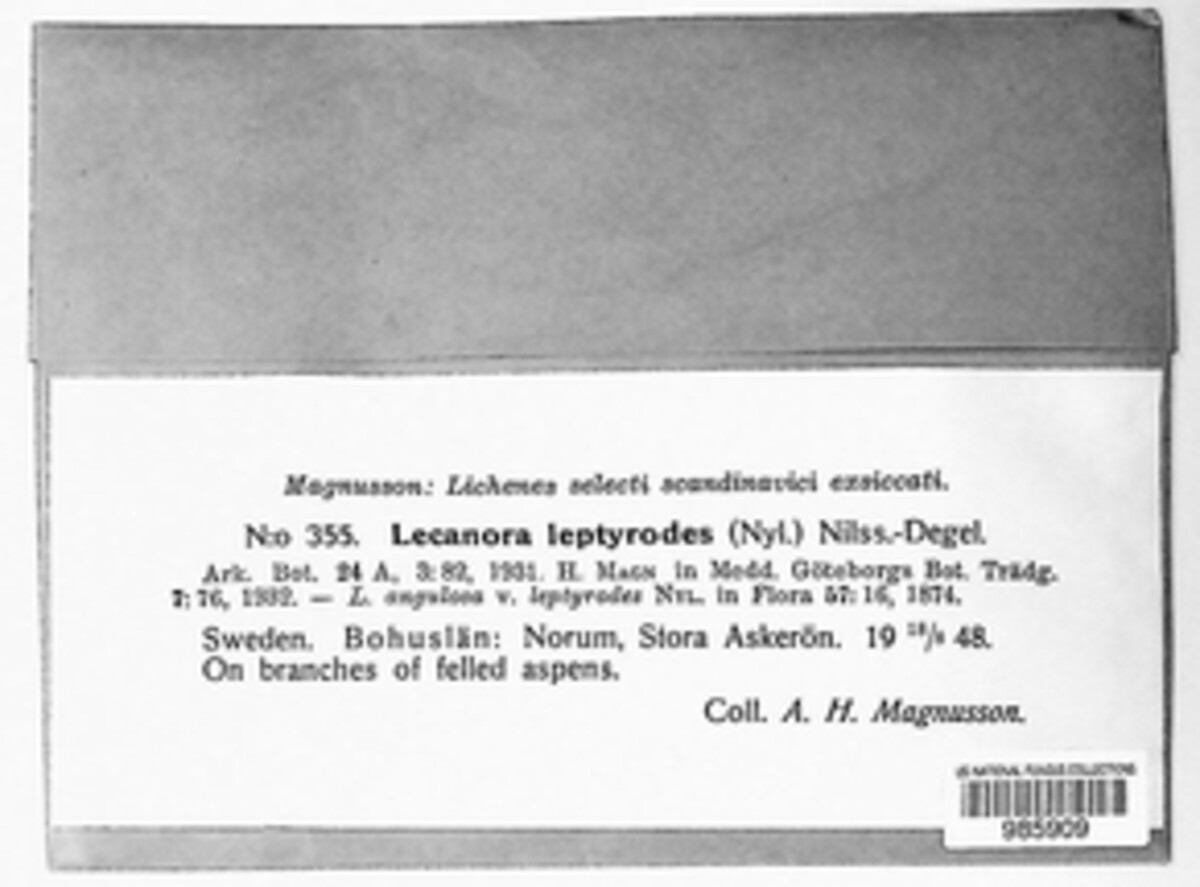 Glaucomaria leptyrodes image